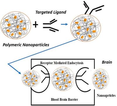 An Insight to Brain Targeting Utilizing Polymeric Nanoparticles: Effective Treatment Modalities for Neurological Disorders and Brain Tumor